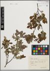 Foto von Salix aurita L.